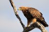 EagleTawny_43.jpg