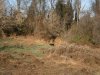 New Growth Forest - Fawn Grove.jpg