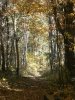 Shenandoah - young trees.jpg