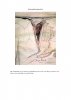 pictures-by-jrr-tolkien-8-728.jpg